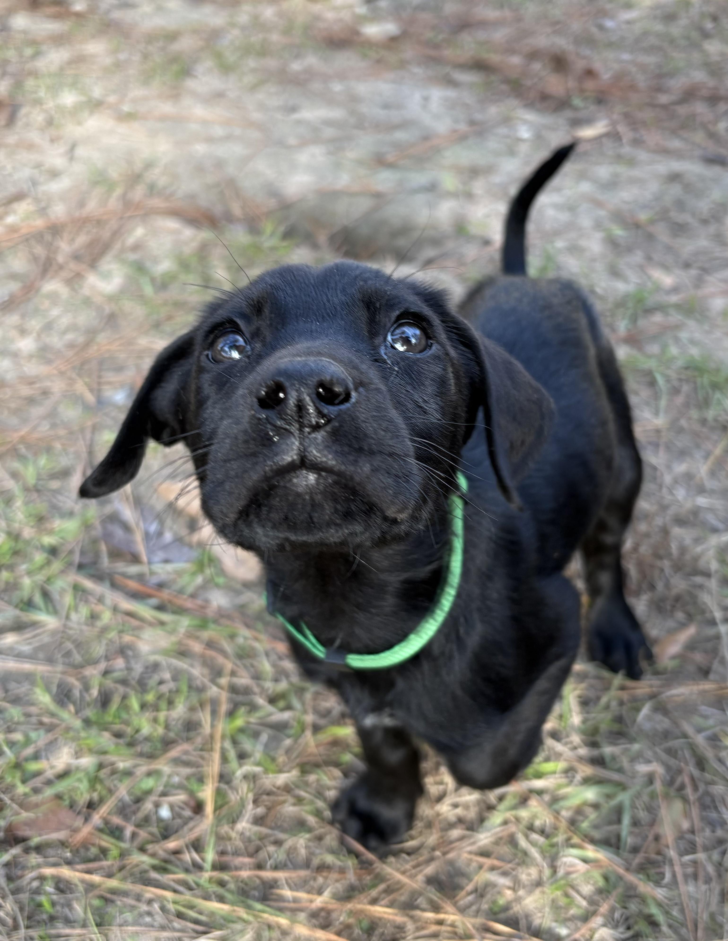 Clarko, Adoptable, Puppy Male Labrador Retriever.