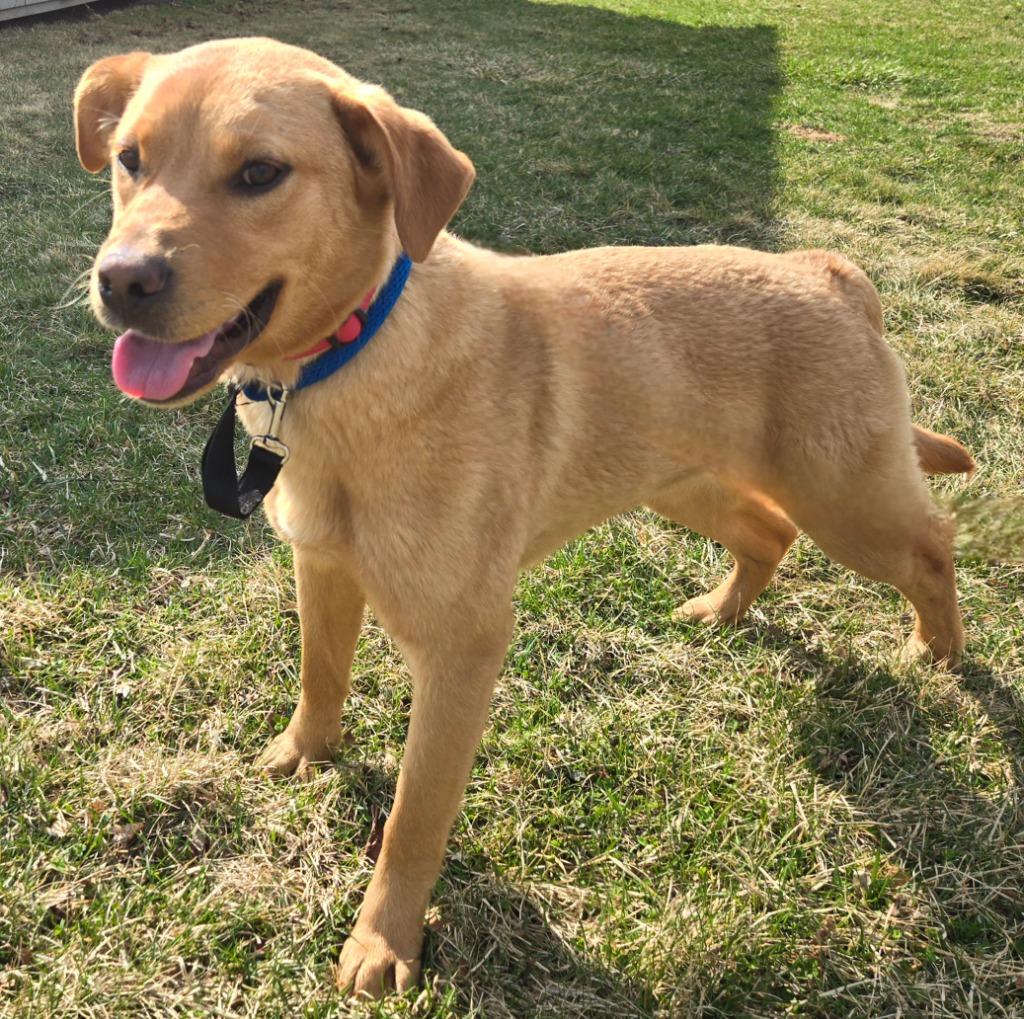 Enlarge LuLu, a Adoptable mixed breed in Sandusky, OH image 1/1