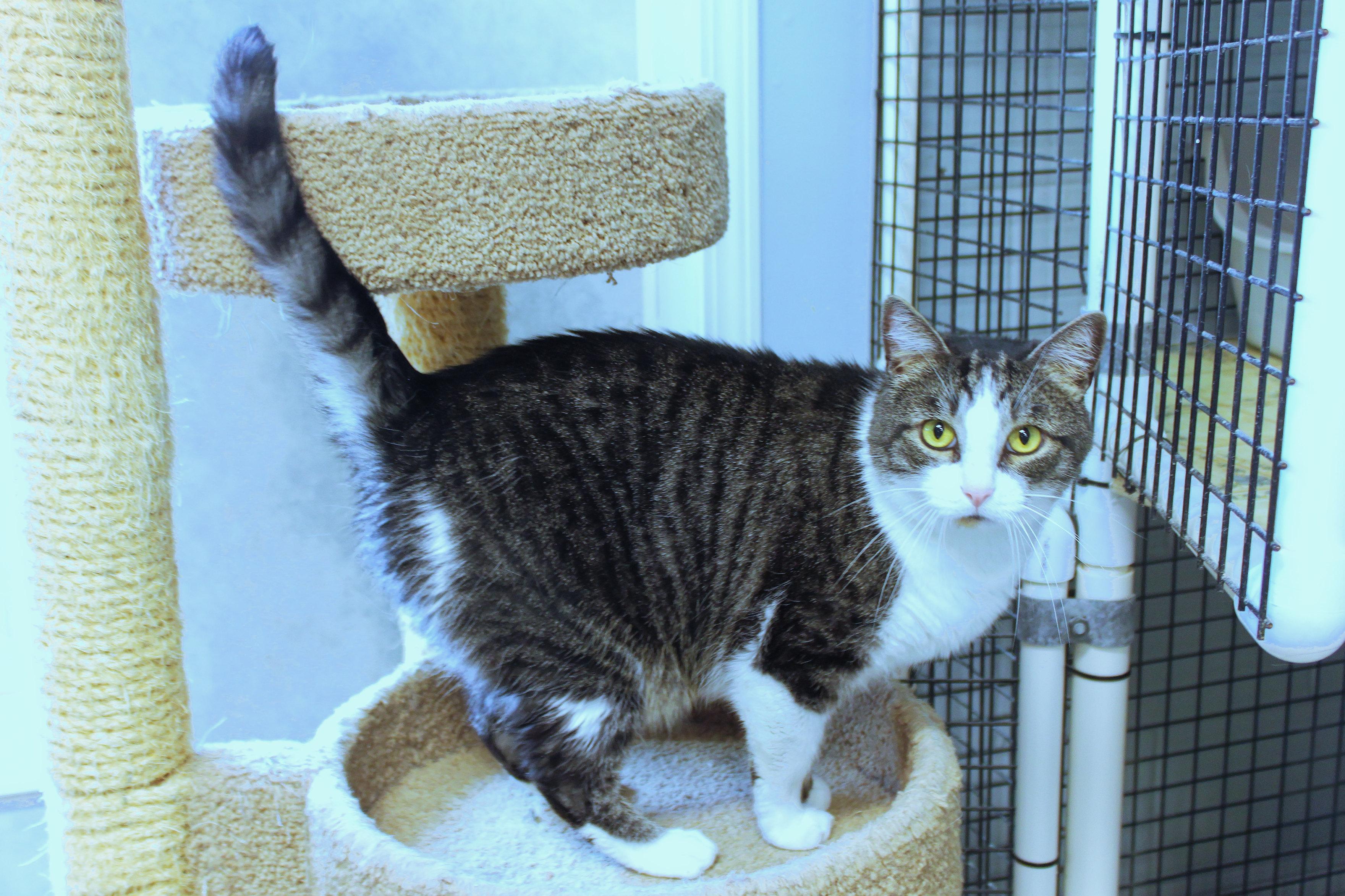 Enlarge Galaxy, an adopted Domestic Short Hair in Urbana, OH image 3/6