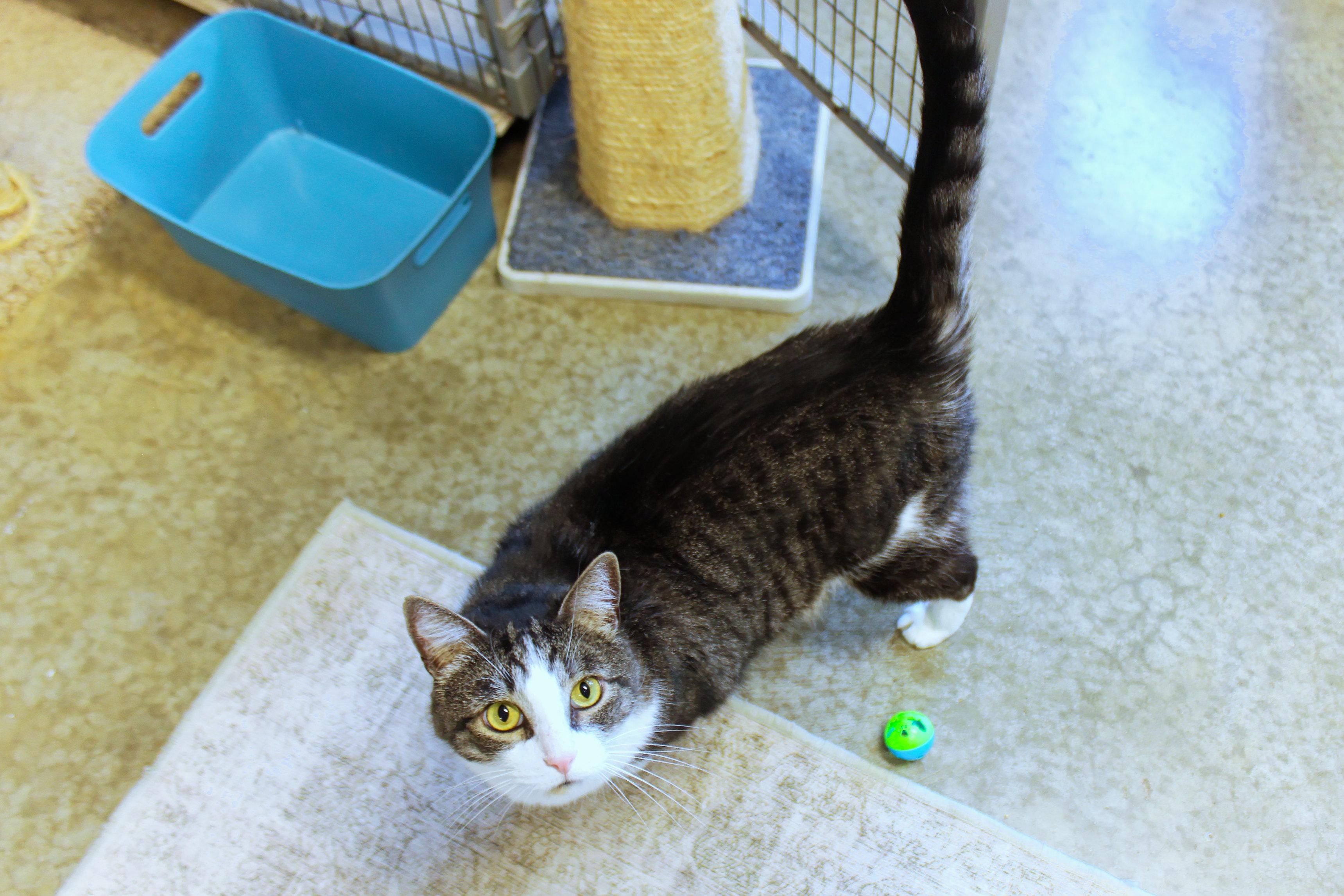 Enlarge Galaxy, an adopted Domestic Short Hair in Urbana, OH image 5/6