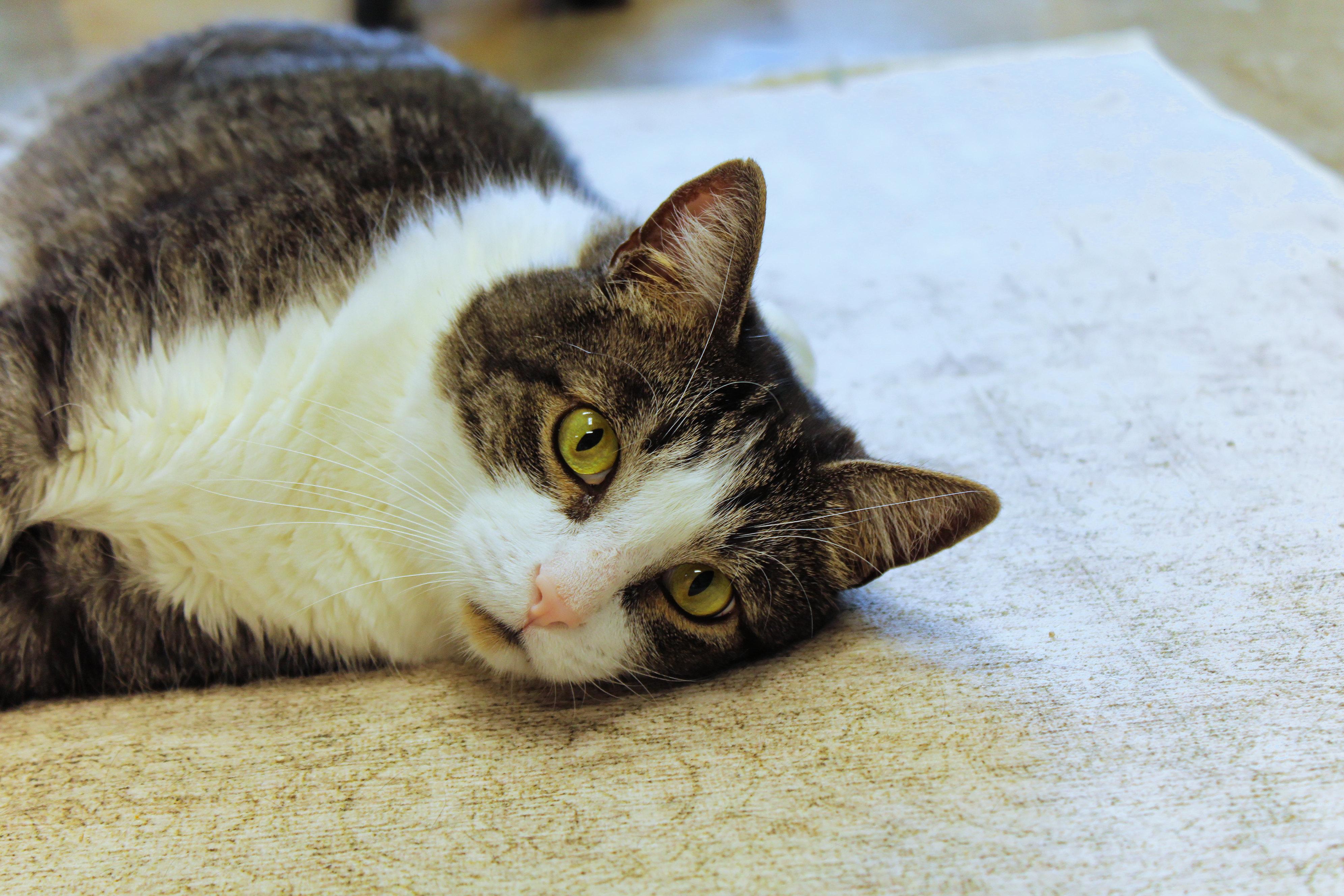 Enlarge Galaxy, an adopted Domestic Short Hair in Urbana, OH image 4/6