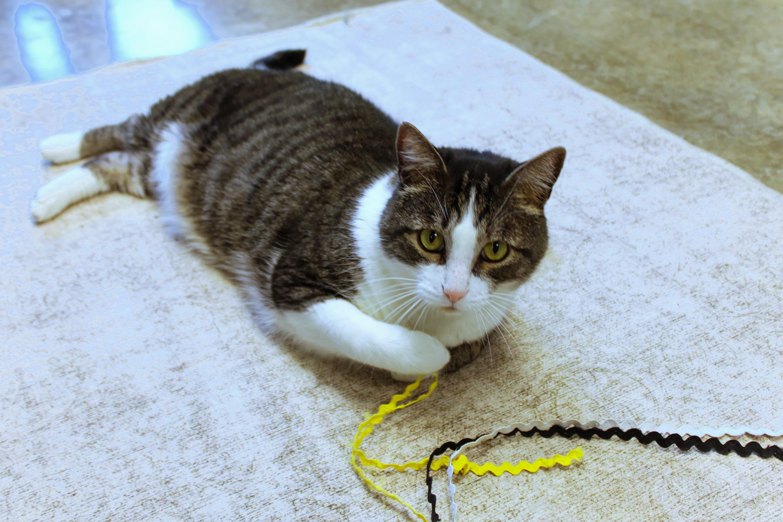 Enlarge Galaxy, an adopted Domestic Short Hair in Urbana, OH image 6/6