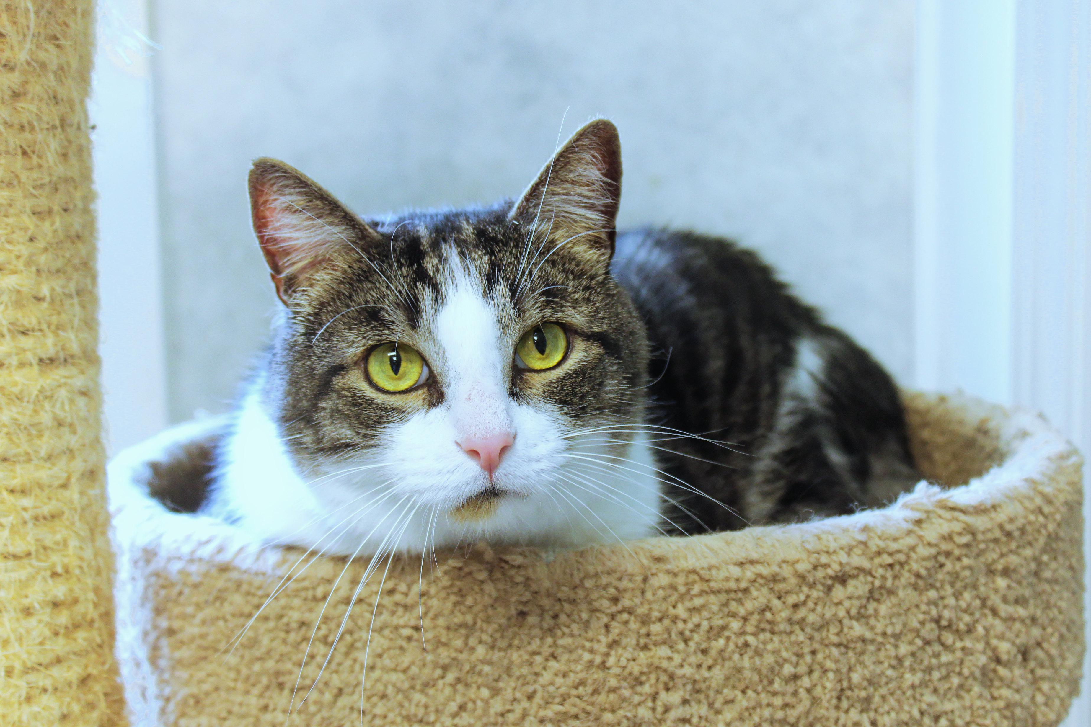 Enlarge Galaxy, an adopted Domestic Short Hair in Urbana, OH image 2/6