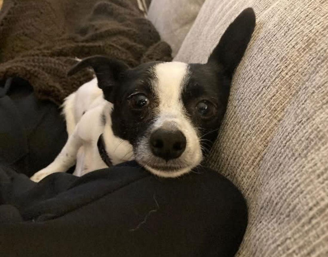 Bonita, Adoptable, Adult Female Chihuahua.