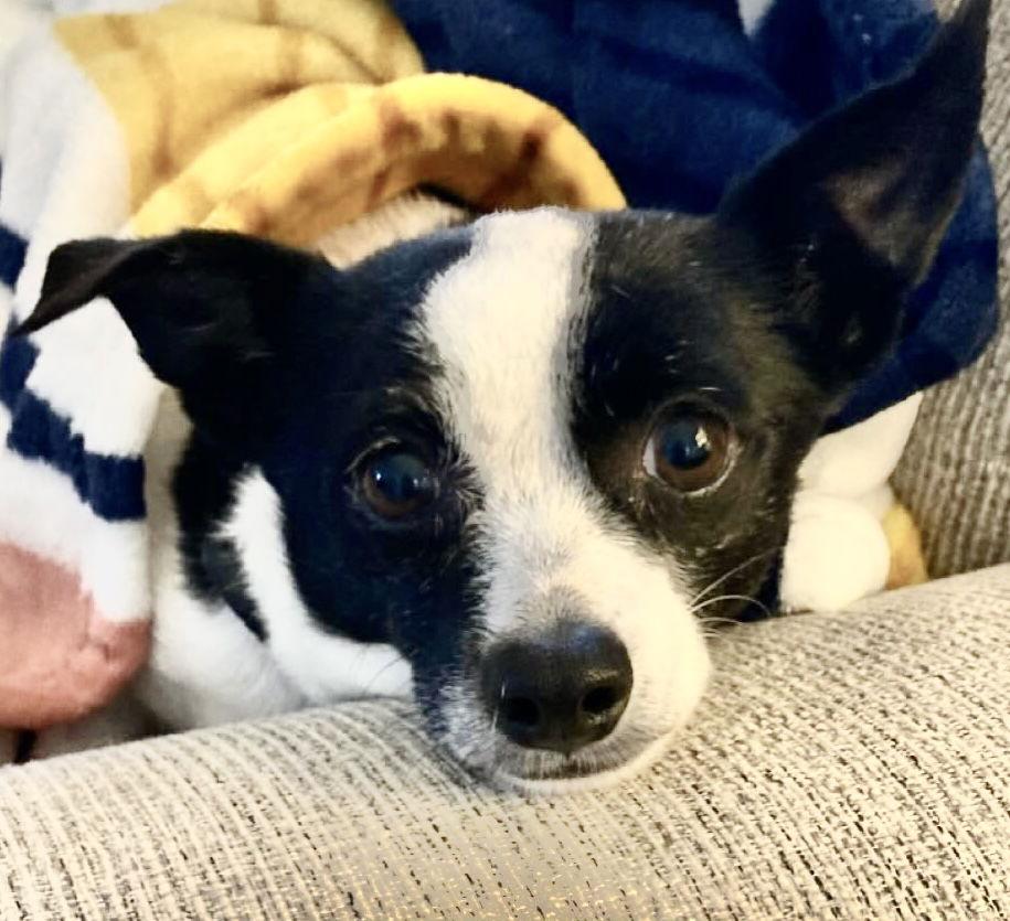 Enlarge Bonita, a Adoptable Chihuahua in Grafton, WI image 2/3