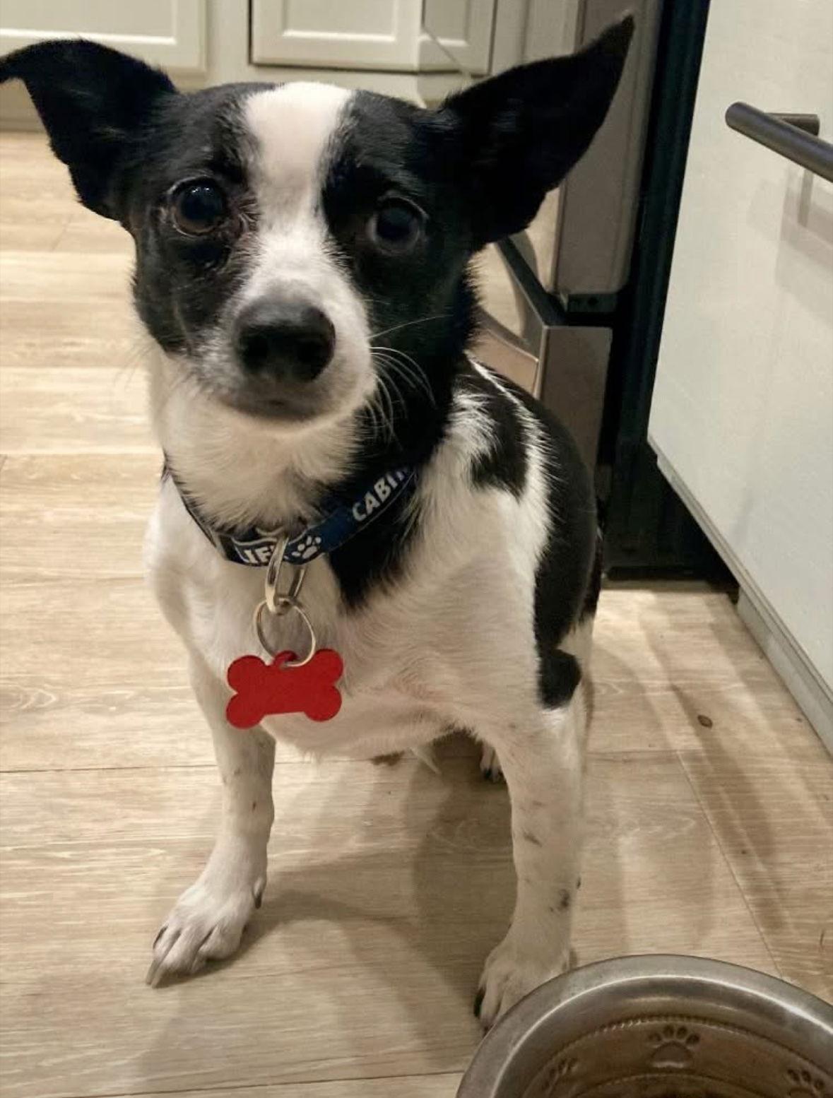 Enlarge Bonita, a Adoptable Chihuahua in Grafton, WI image 3/3