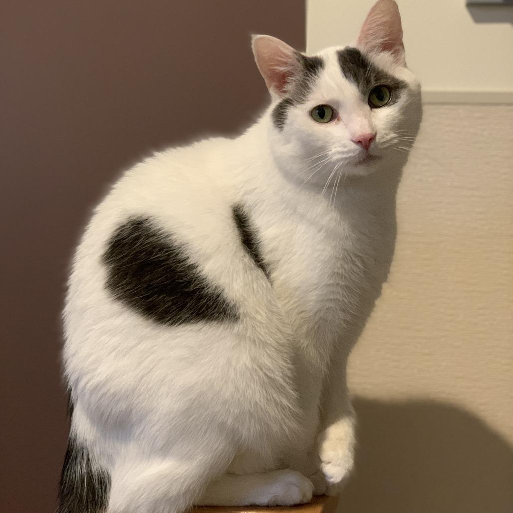 Enlarge Calvin, a Adoptable Domestic Medium Hair in Manchester, CT image 2/6