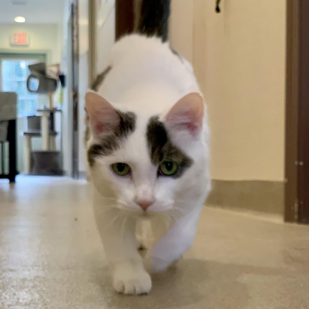 Enlarge Calvin, a Adoptable Domestic Medium Hair in Manchester, CT image 3/6