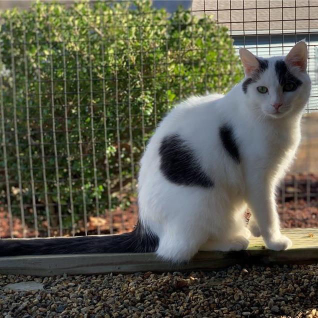 Enlarge Calvin, a Adoptable Domestic Medium Hair in Manchester, CT image 4/6