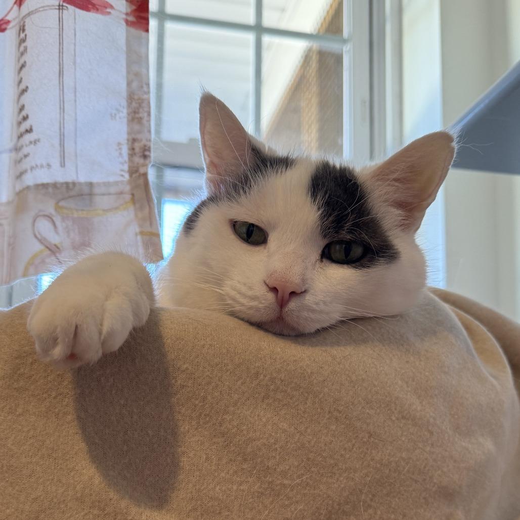 Enlarge Calvin, a Adoptable Domestic Medium Hair in Manchester, CT image 5/6