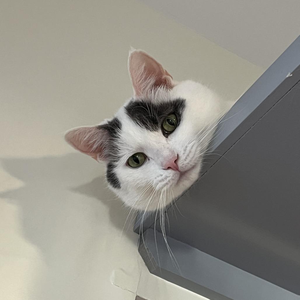 Enlarge Calvin, a Adoptable Domestic Medium Hair in Manchester, CT image 6/6