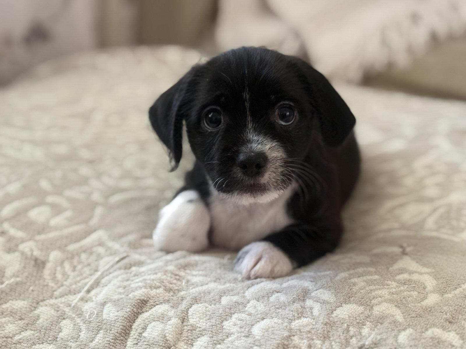 Davey, Adopted, Puppy Male Shih Tzu & Dachshund.