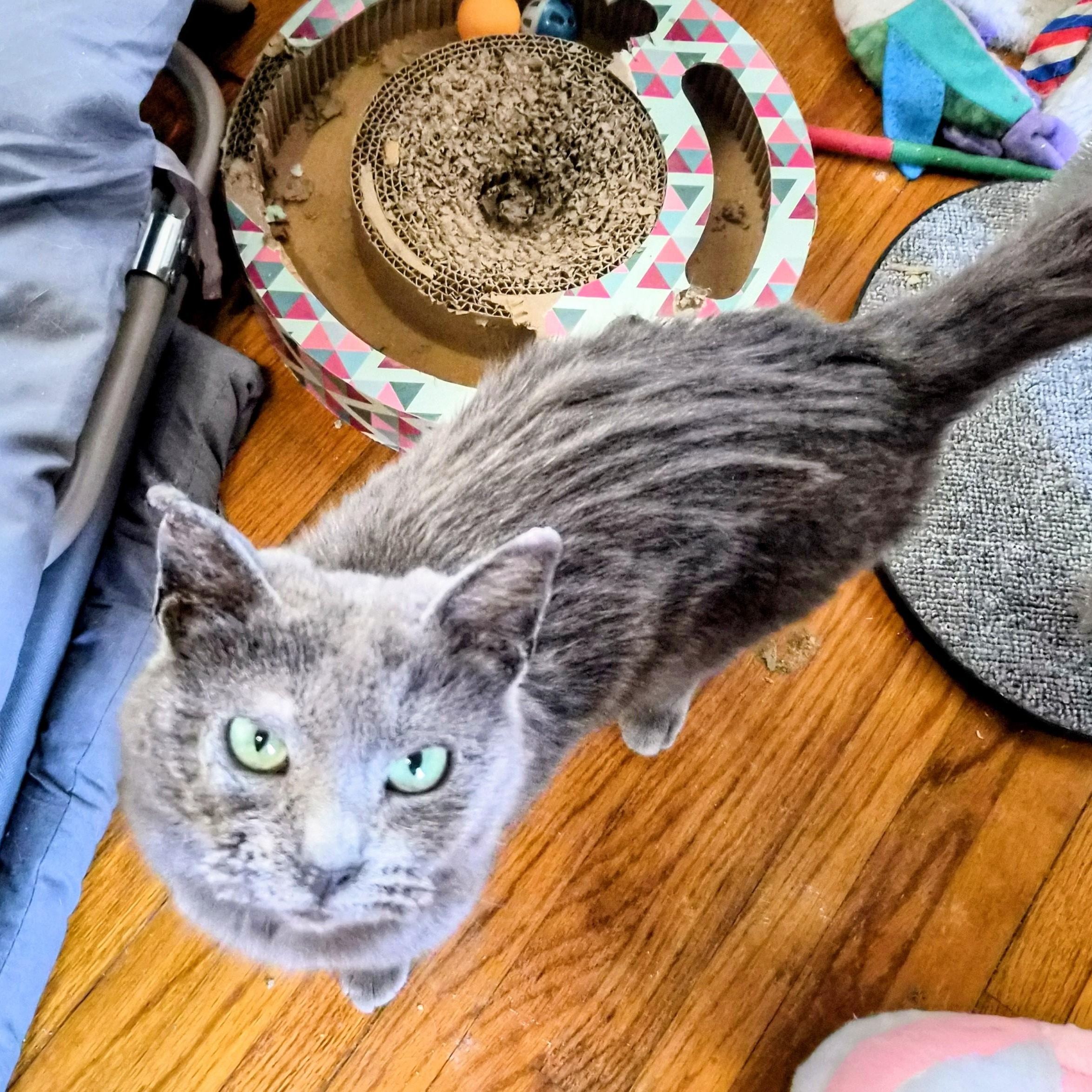 Kristi, a Adoptable mixed breed in Waverly, IA image 3/3