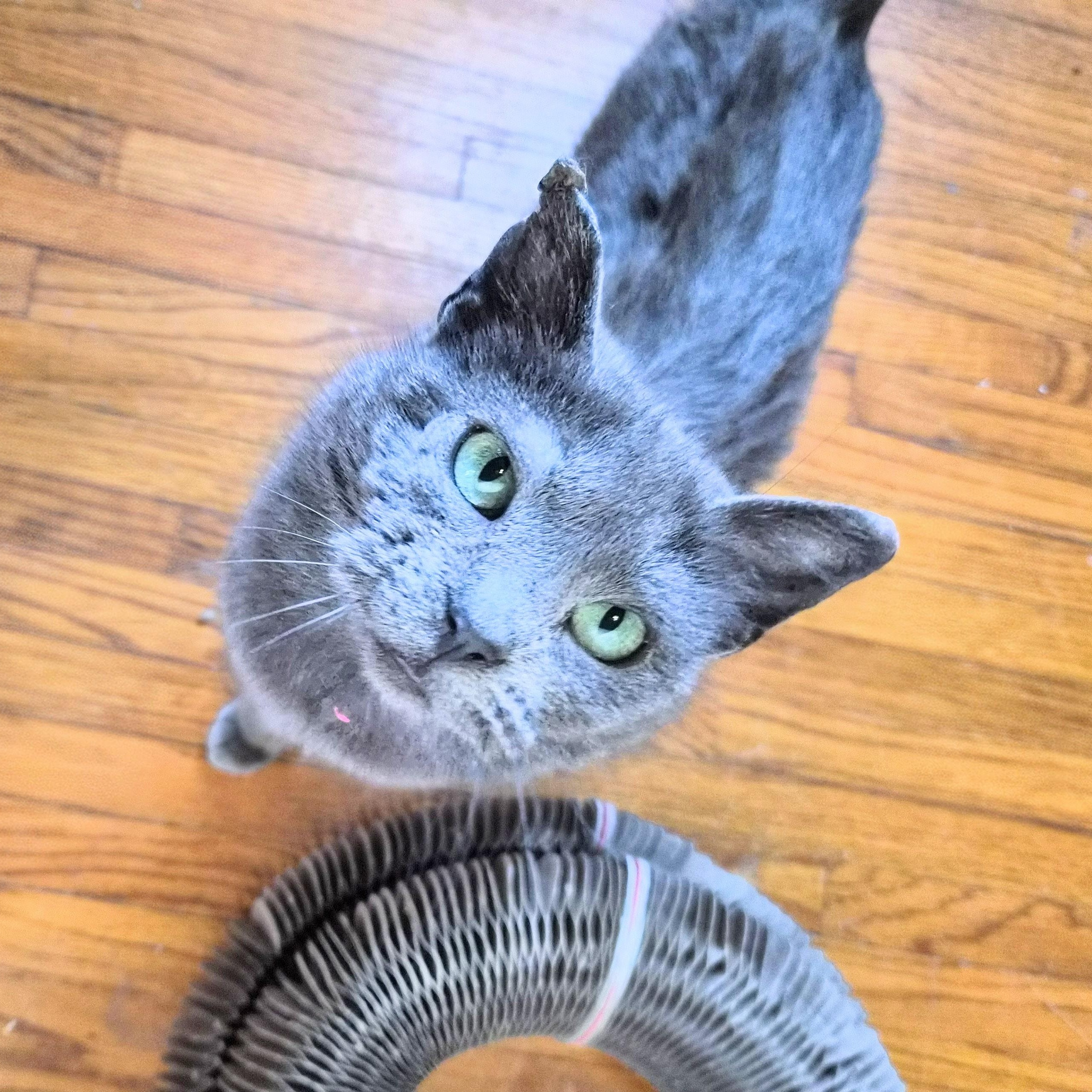 Kristi, Adoptable, Adult Female Russian Blue & Domestic Medium Hair.