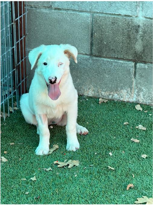 Phoebe, ADOPTABLE, Young Female Mixed Breed & Australian Shepherd.