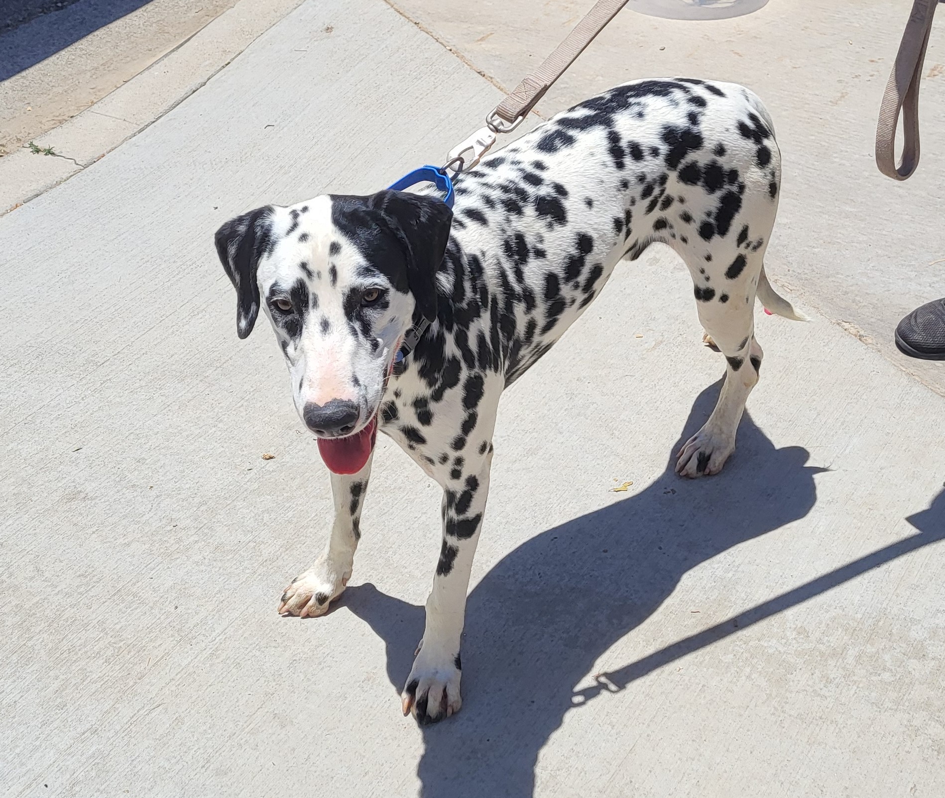 Bluey ADOPTED WITH PINKY