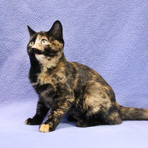 Enlarge Bravey, a Adoptable Domestic Short Hair in Overland Park, KS image 1/3