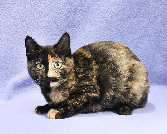 Enlarge Bravey, a Adoptable Domestic Short Hair in Overland Park, KS image 2/3