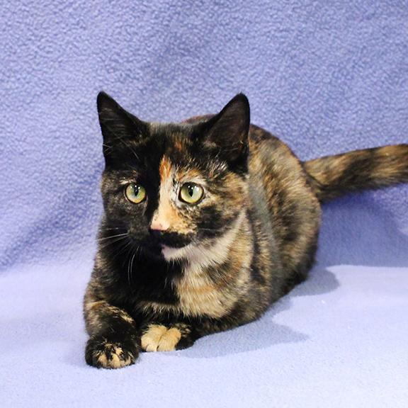 Enlarge Bravey, a Adoptable Domestic Short Hair in Overland Park, KS image 3/3