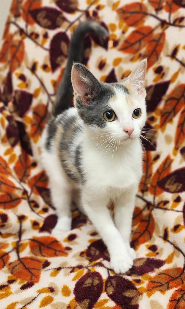 Ava, Adoptable, Kitten Female Domestic Short Hair.