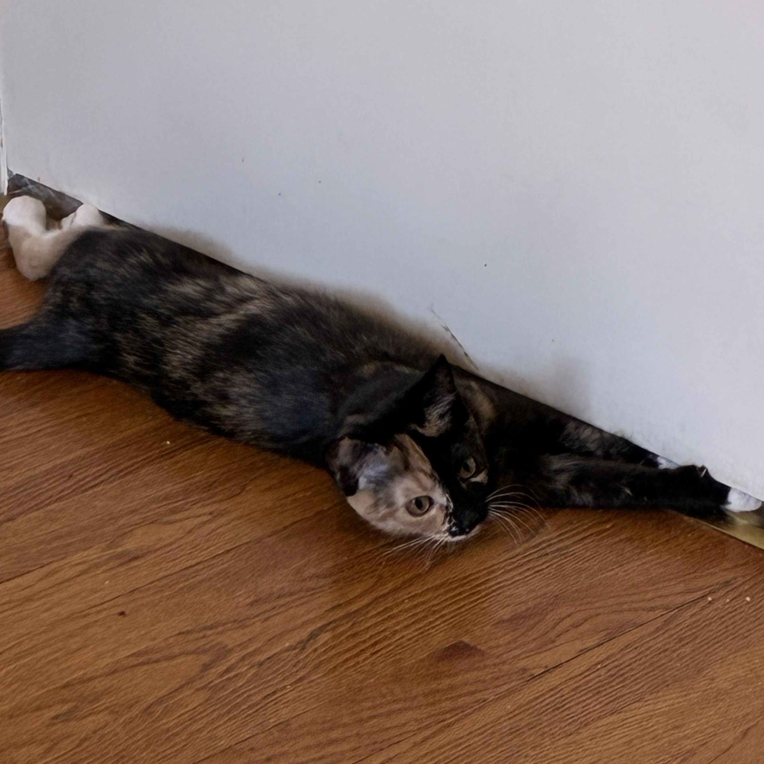 Enlarge Tanya, a Adopted mixed breed in Hyattsville, MD image 6/6