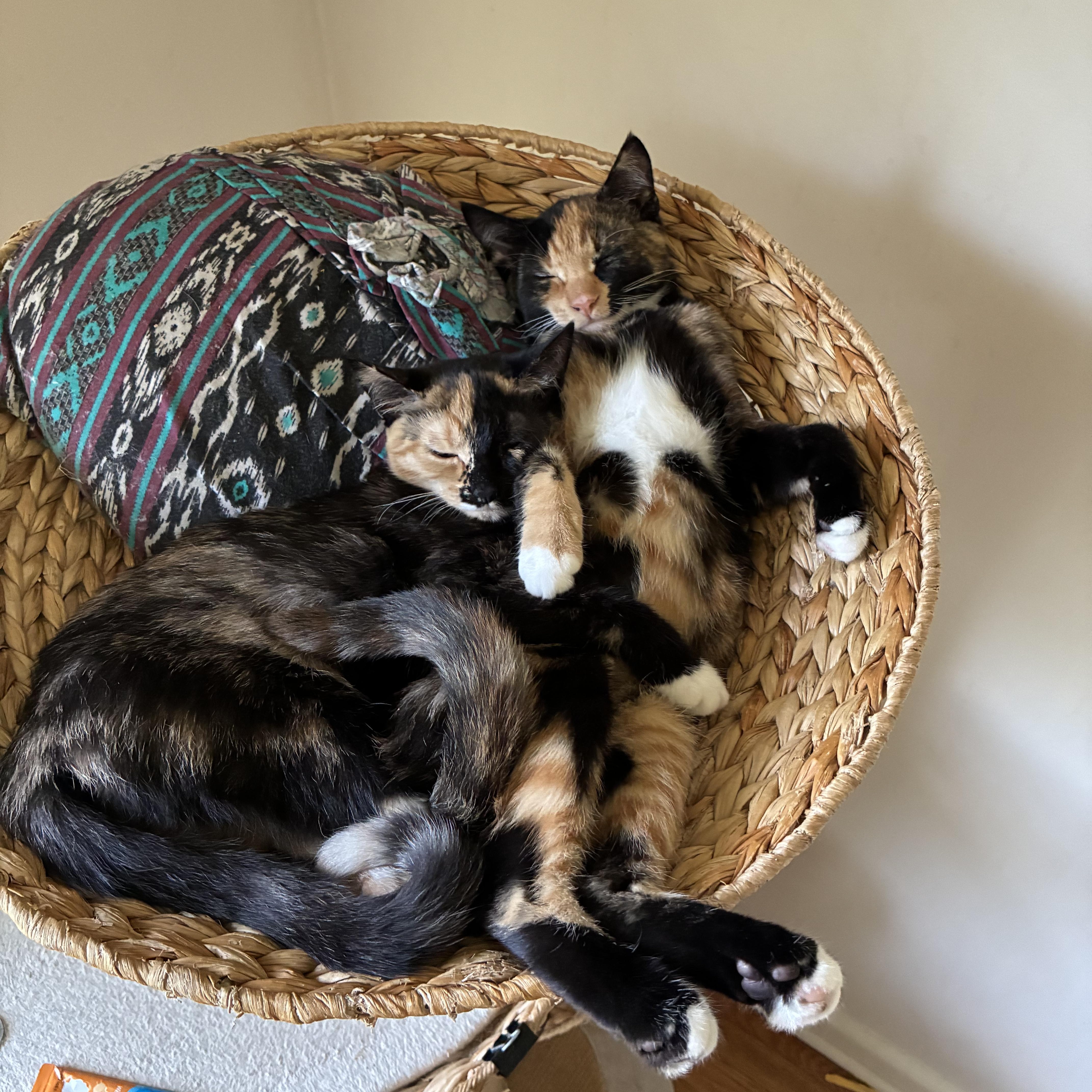 Enlarge Tanya, a Adopted mixed breed in Hyattsville, MD image 4/6