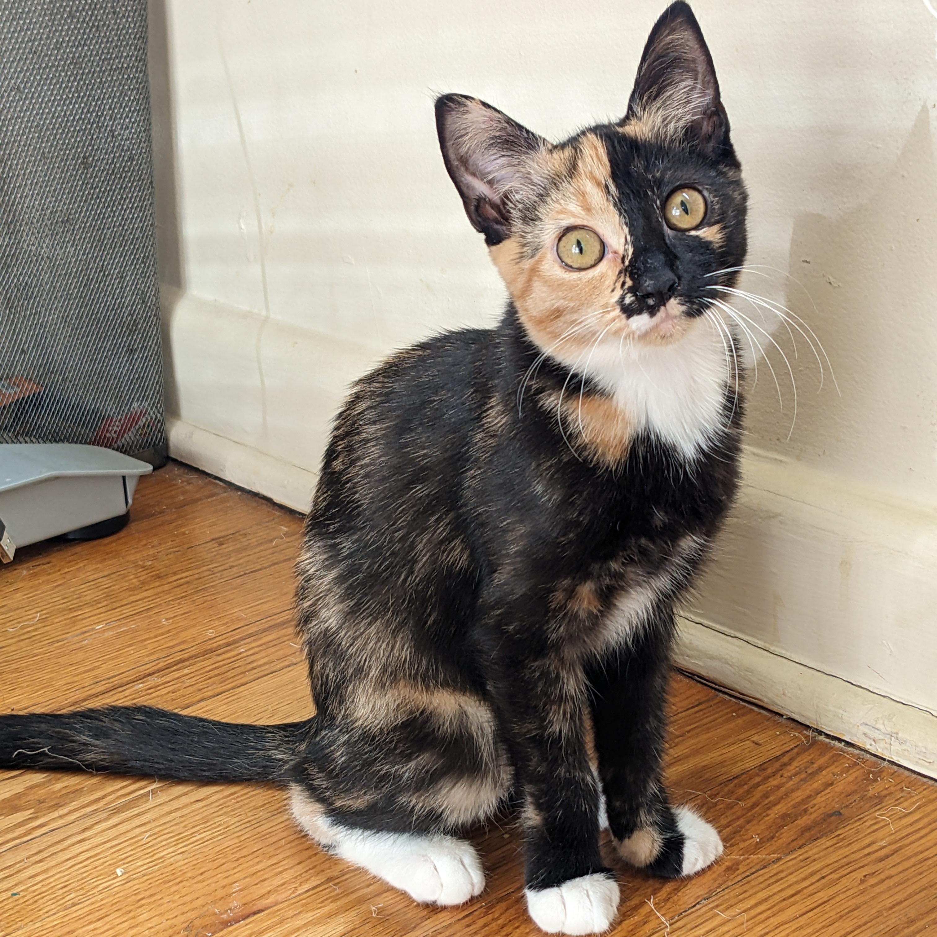 Tanya, Adopted, Kitten Female Tortoiseshell & Calico.