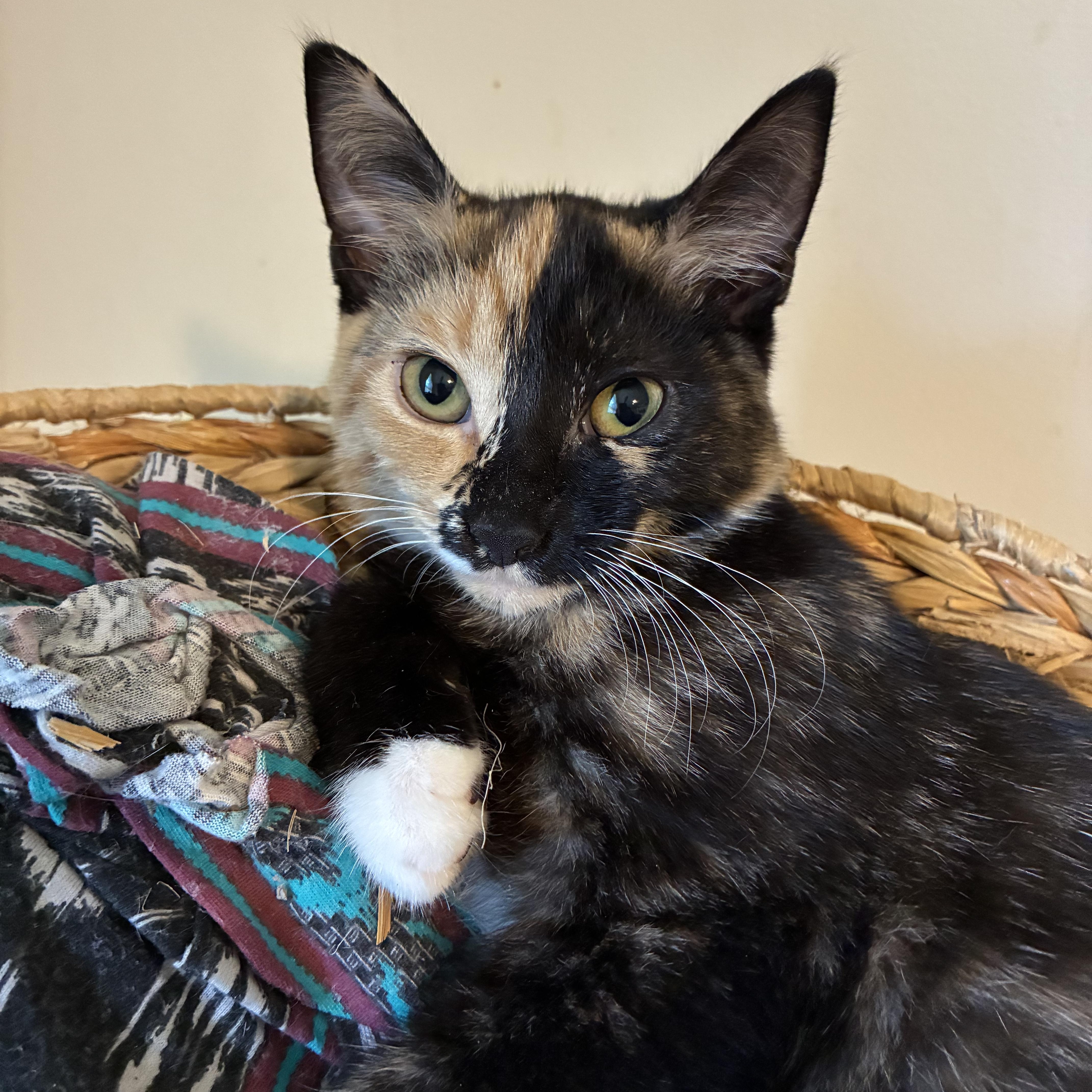 Enlarge Tanya, a Adopted mixed breed in Hyattsville, MD image 3/6