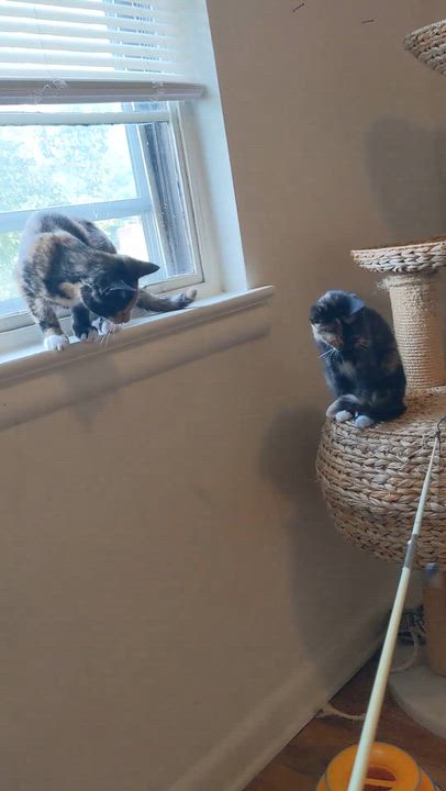 Enlarge Tanya, a Adopted mixed breed in Hyattsville, MD video 2/6