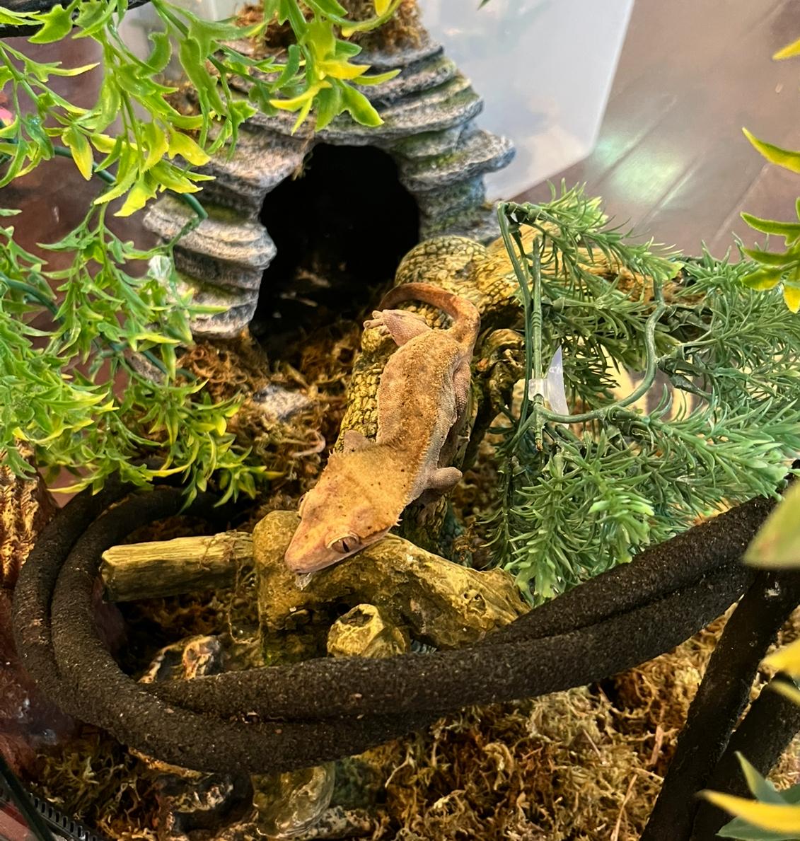 Charly, Adopted, Adult Male Gecko.