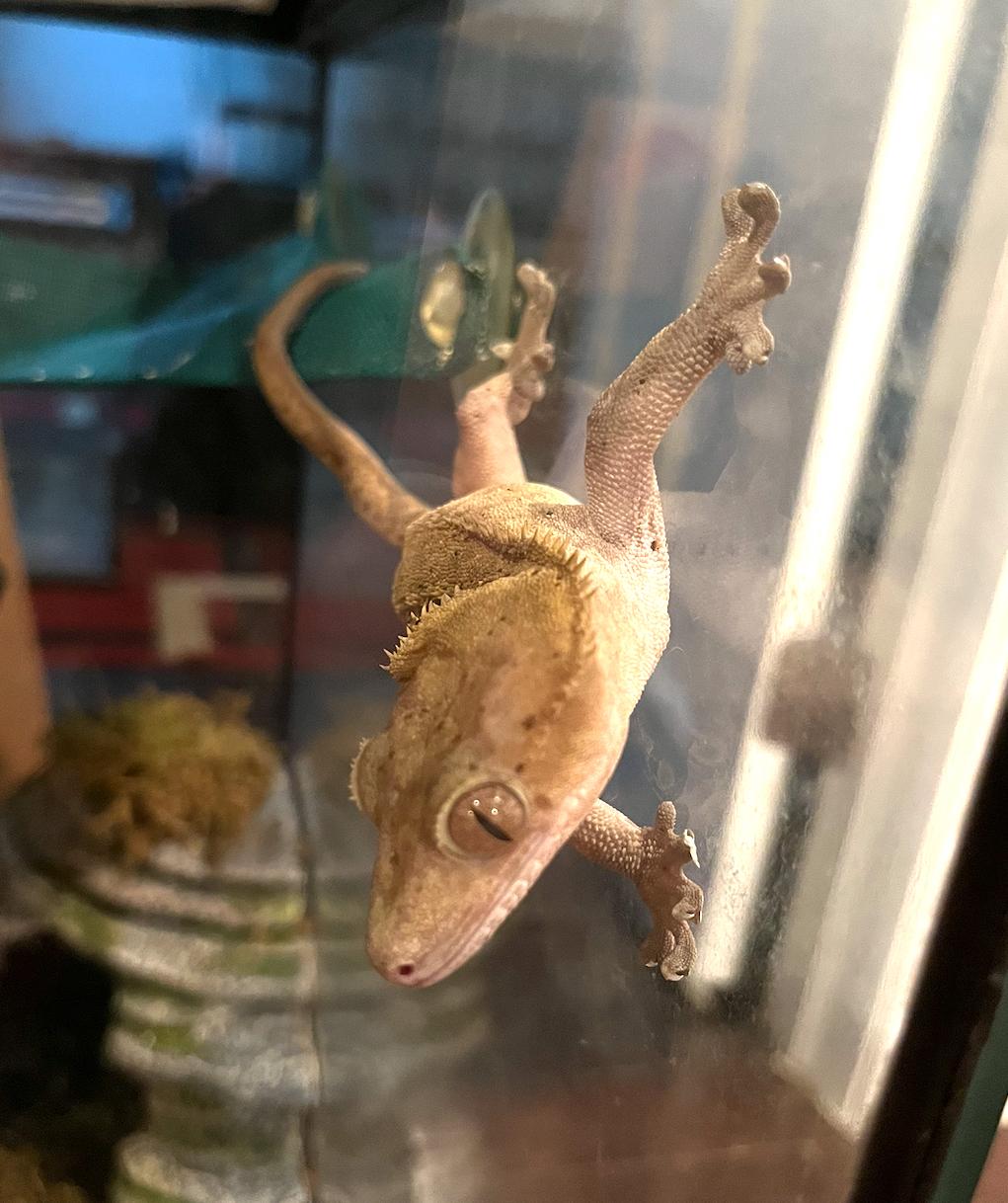 Enlarge Charly, a Adopted Gecko in Woodlynne, NJ image 2/5