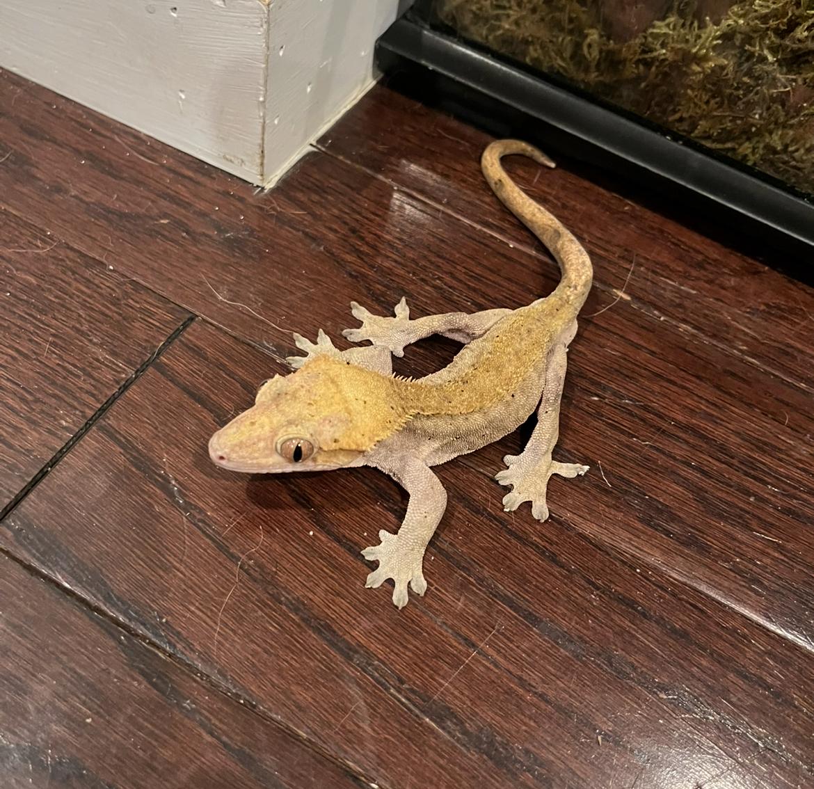 Enlarge Charly, a Adopted Gecko in Woodlynne, NJ image 3/5