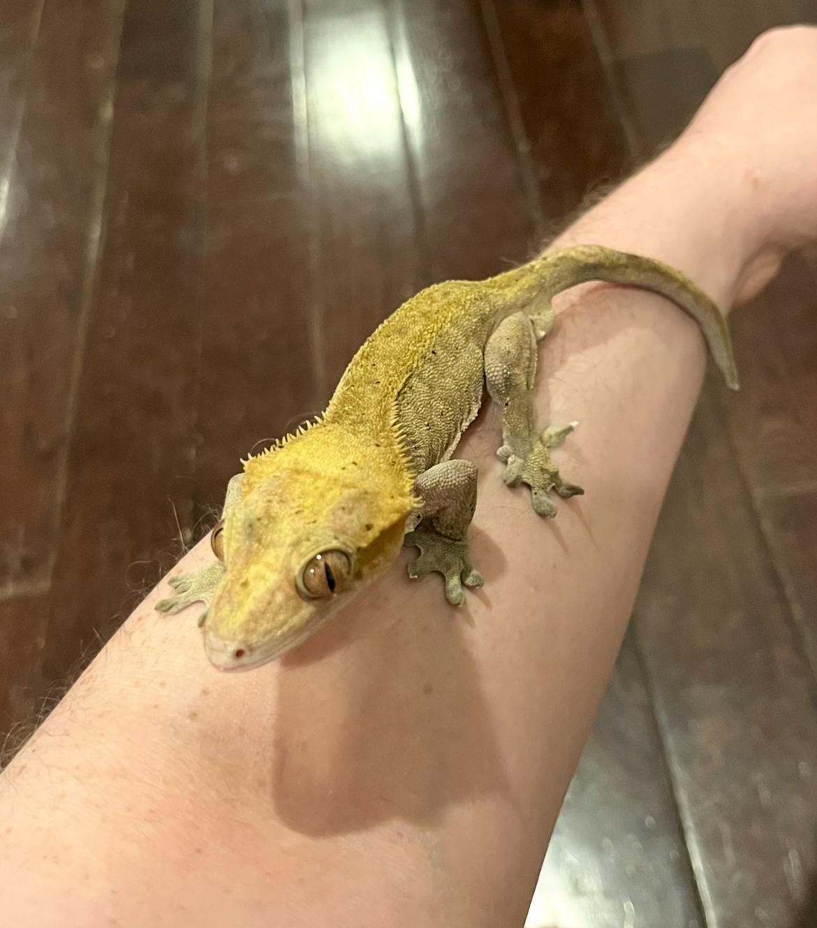 Enlarge Charly, a Adopted Gecko in Woodlynne, NJ image 4/5