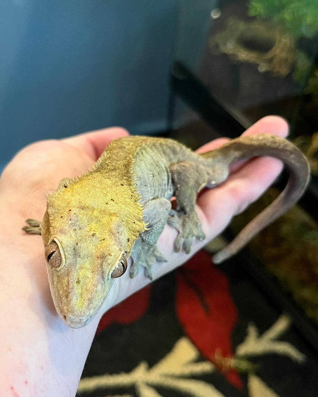 Enlarge Charly, a Adopted Gecko in Woodlynne, NJ image 5/5