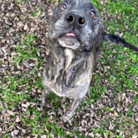 Enlarge Clyde, a ADOPTABLE mixed breed in Fayetteville, AR image 1/4