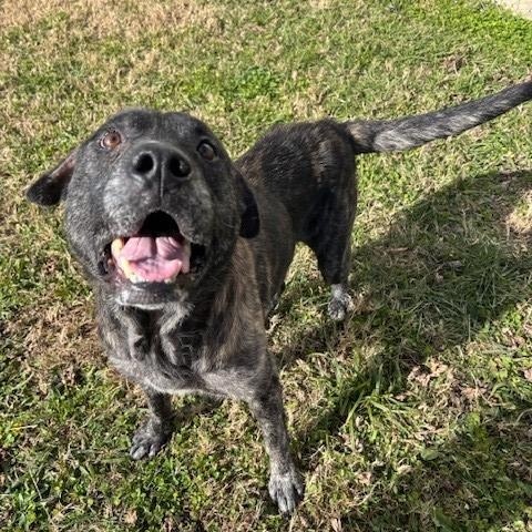 Enlarge Clyde, a ADOPTABLE mixed breed in Fayetteville, AR image 4/4