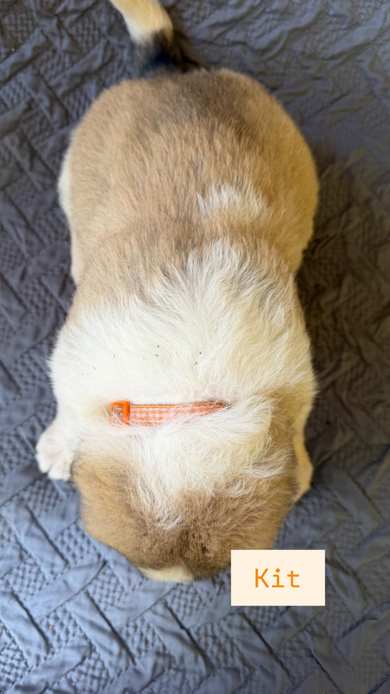 Kit, a ADOPTABLE mixed breed in Claremont, NC image 3/3