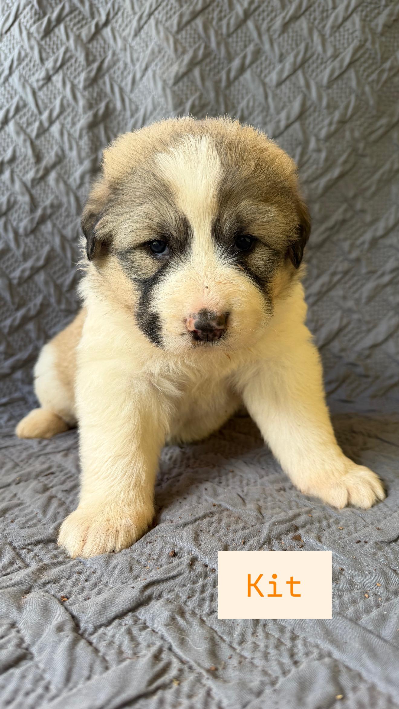 Kit, a ADOPTABLE mixed breed in Claremont, NC image 2/3