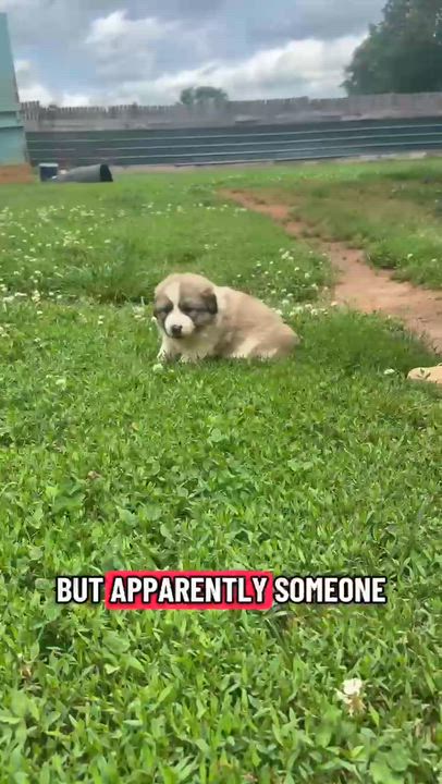 Enlarge Kit, a ADOPTABLE mixed breed in Claremont, NC video 1/3