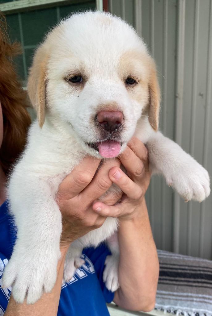 Courtney, Adopted, Young Female Anatolian Shepherd & Retriever.