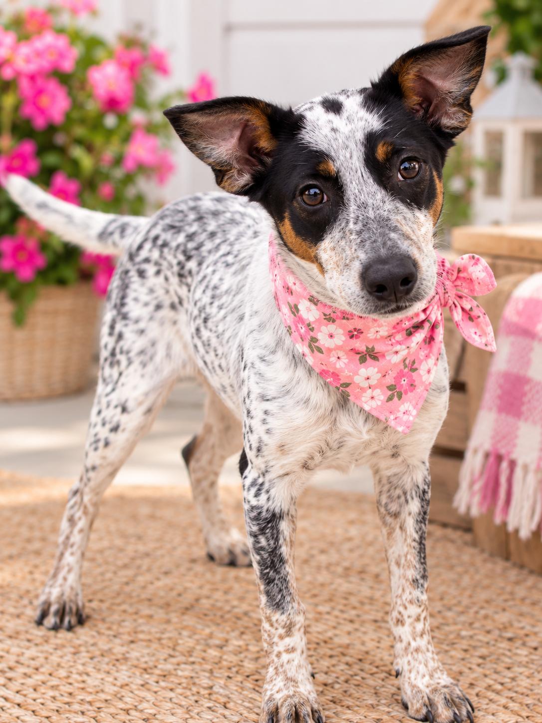 Enlarge Vetoa, a Adoptable mixed breed in Mount Laurel, NJ image 2/2