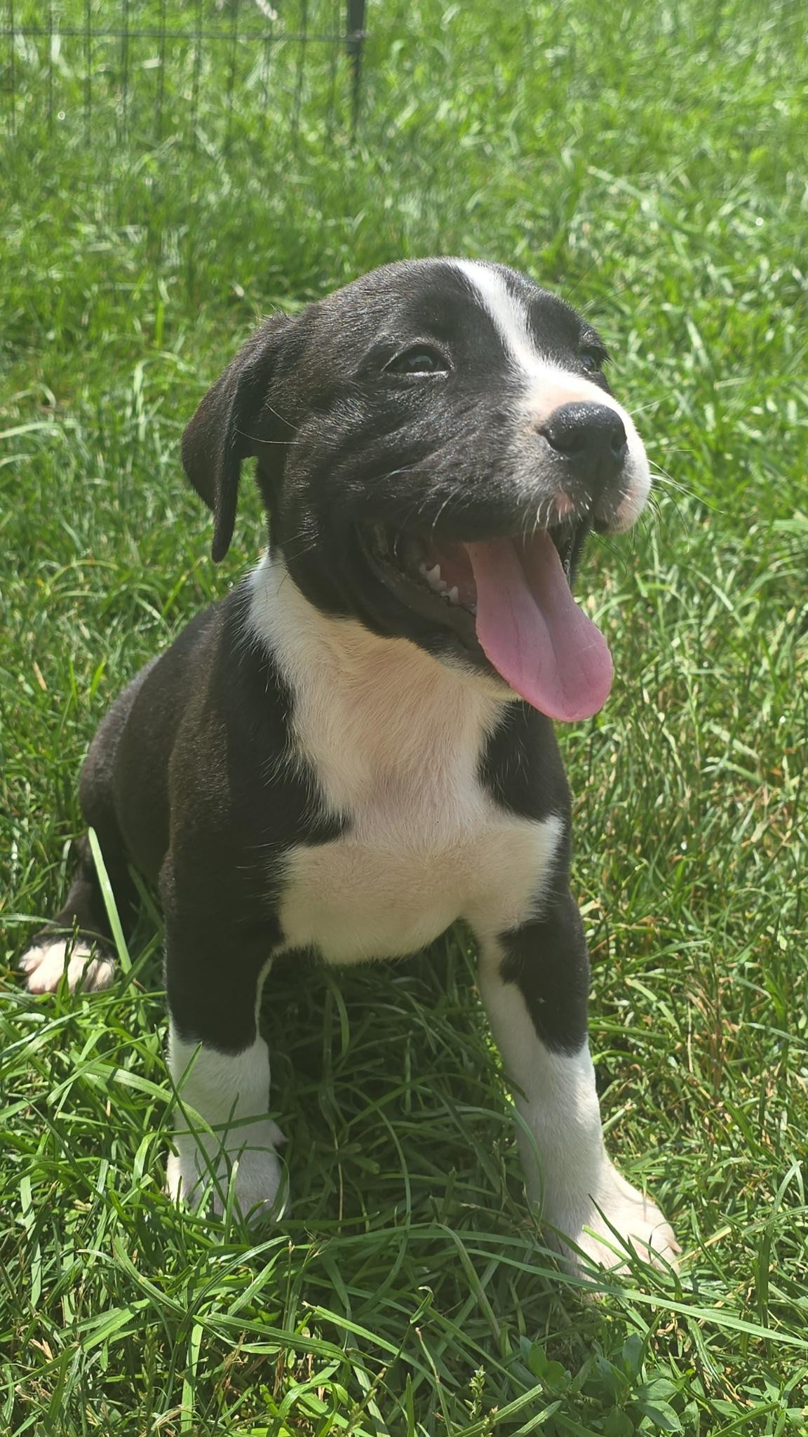Nemo! Sweet girl! 1