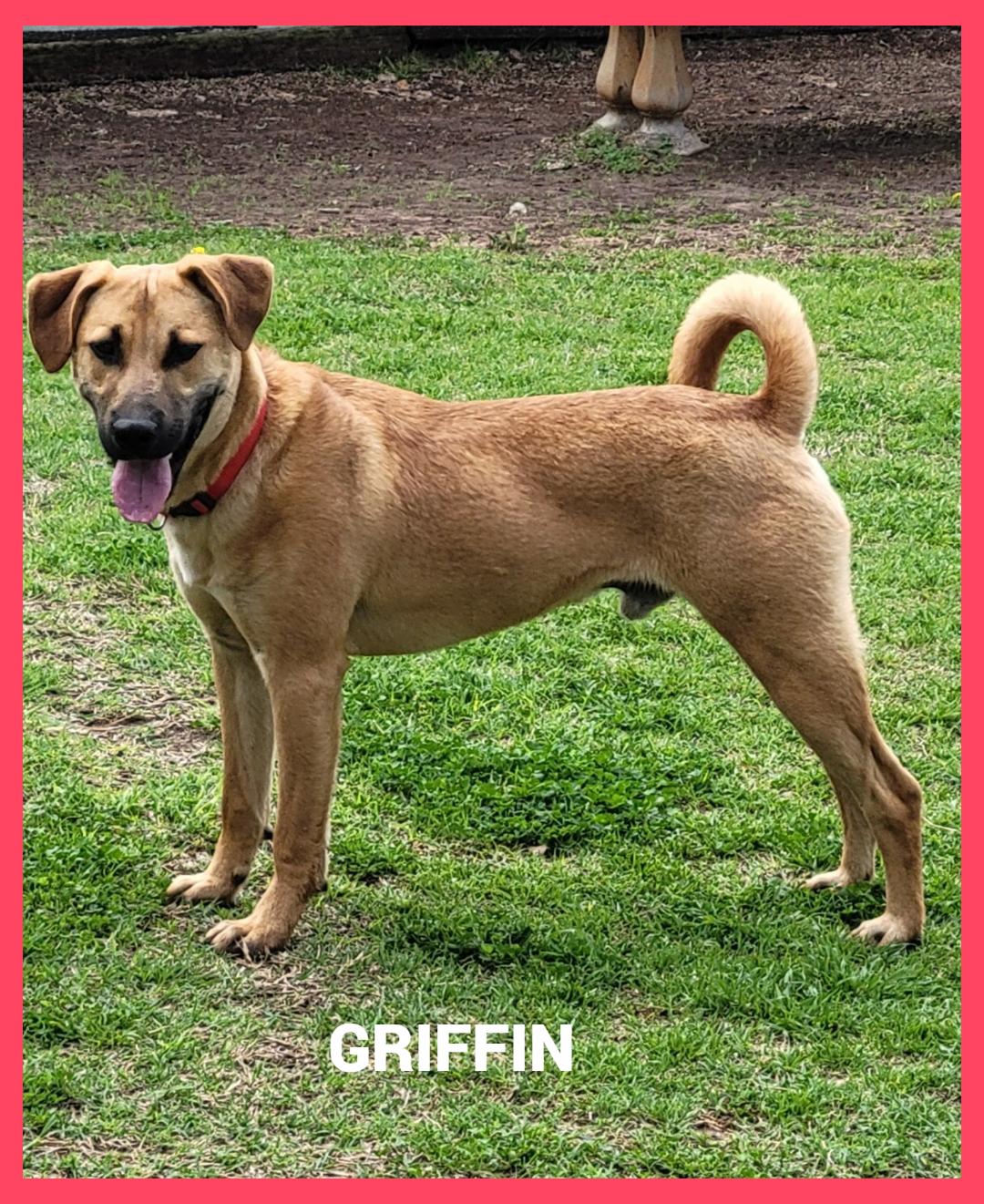 Griffin, ADOPTABLE, Young Male Black Mouth Cur.