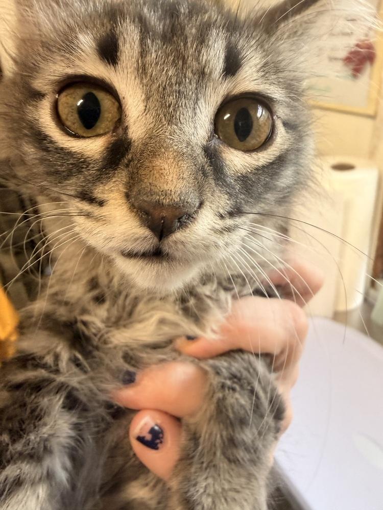 **Cat Cafe** Happy Thought, Adoptable, Kitten Male Domestic Medium Hair.