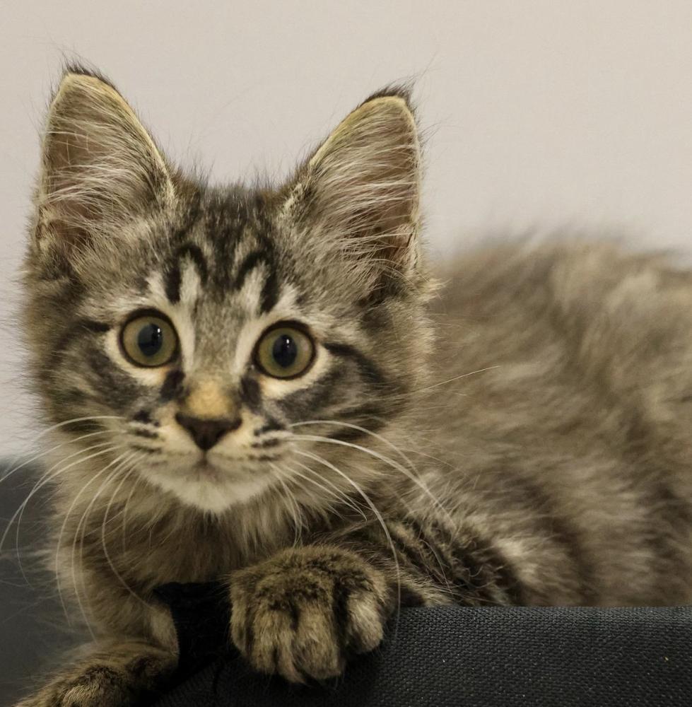Enlarge **Cat Cafe** Happy Thought, a Adoptable Domestic Medium Hair in Topeka, KS image 2/2