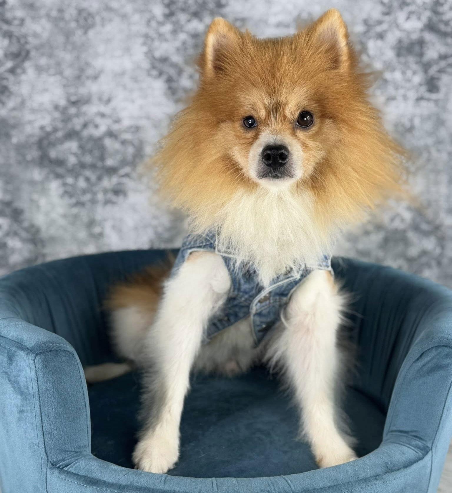 Bender, Adoptable, Adult Male Pomeranian.