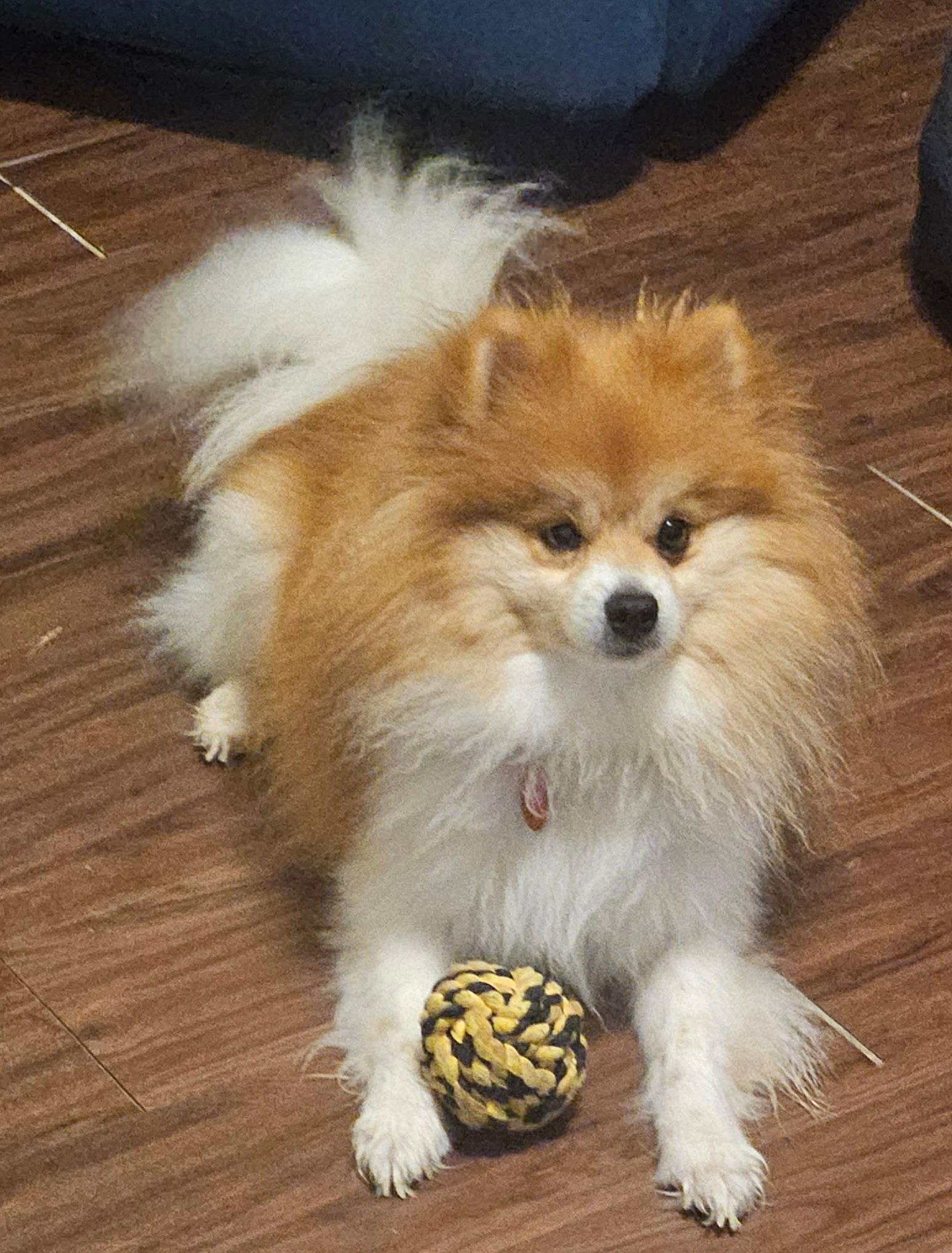 Enlarge Bender, a Adoptable Pomeranian in Garland, TX image 1/3