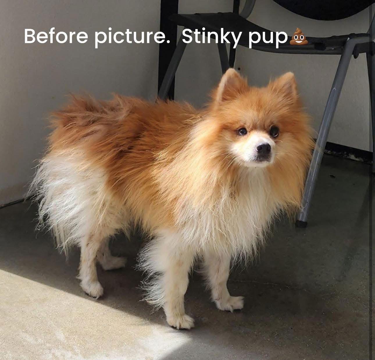 Enlarge Bender, a Adoptable Pomeranian in Garland, TX image 3/3