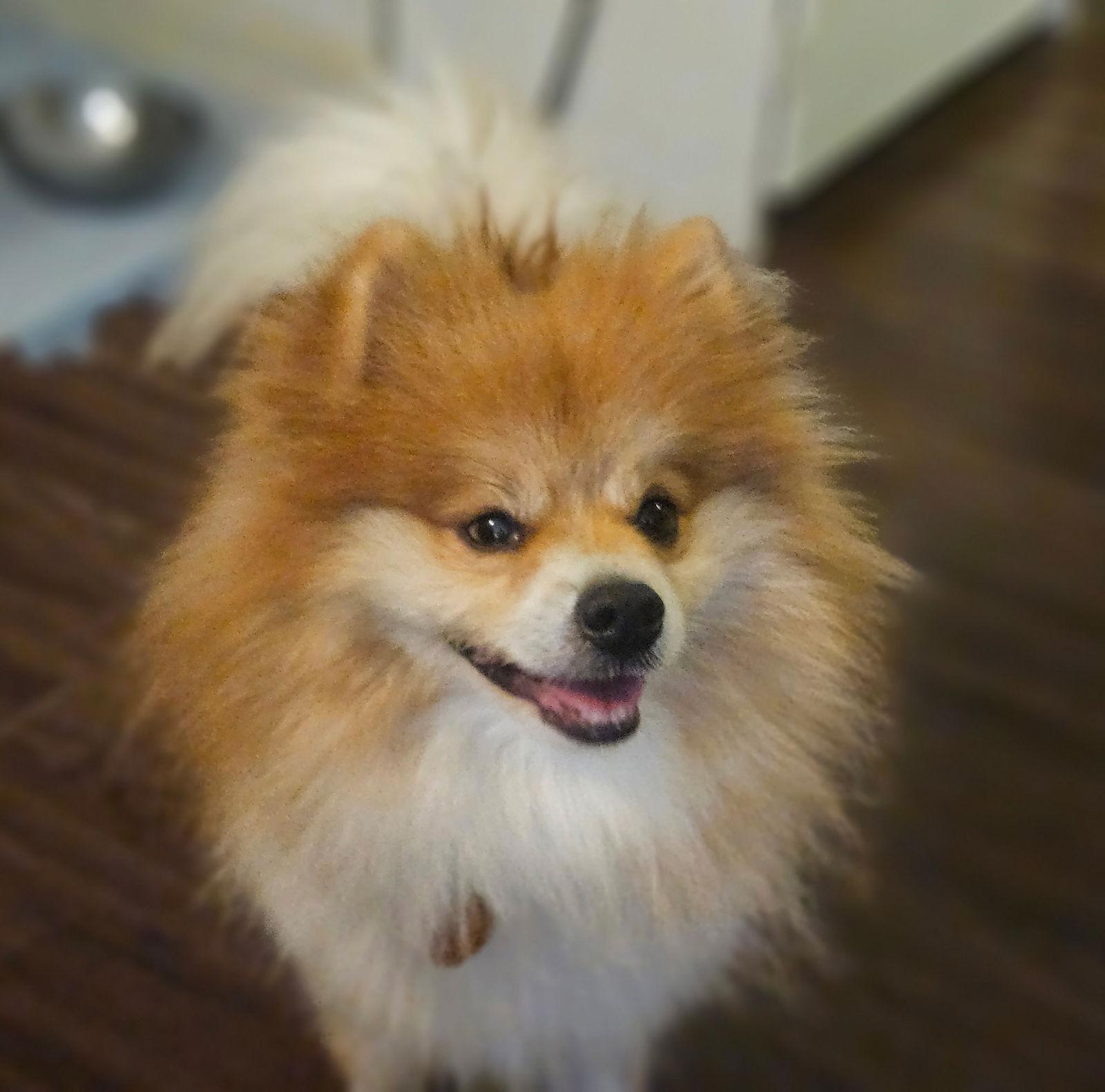 Enlarge Bender, a Adoptable Pomeranian in Garland, TX image 2/3