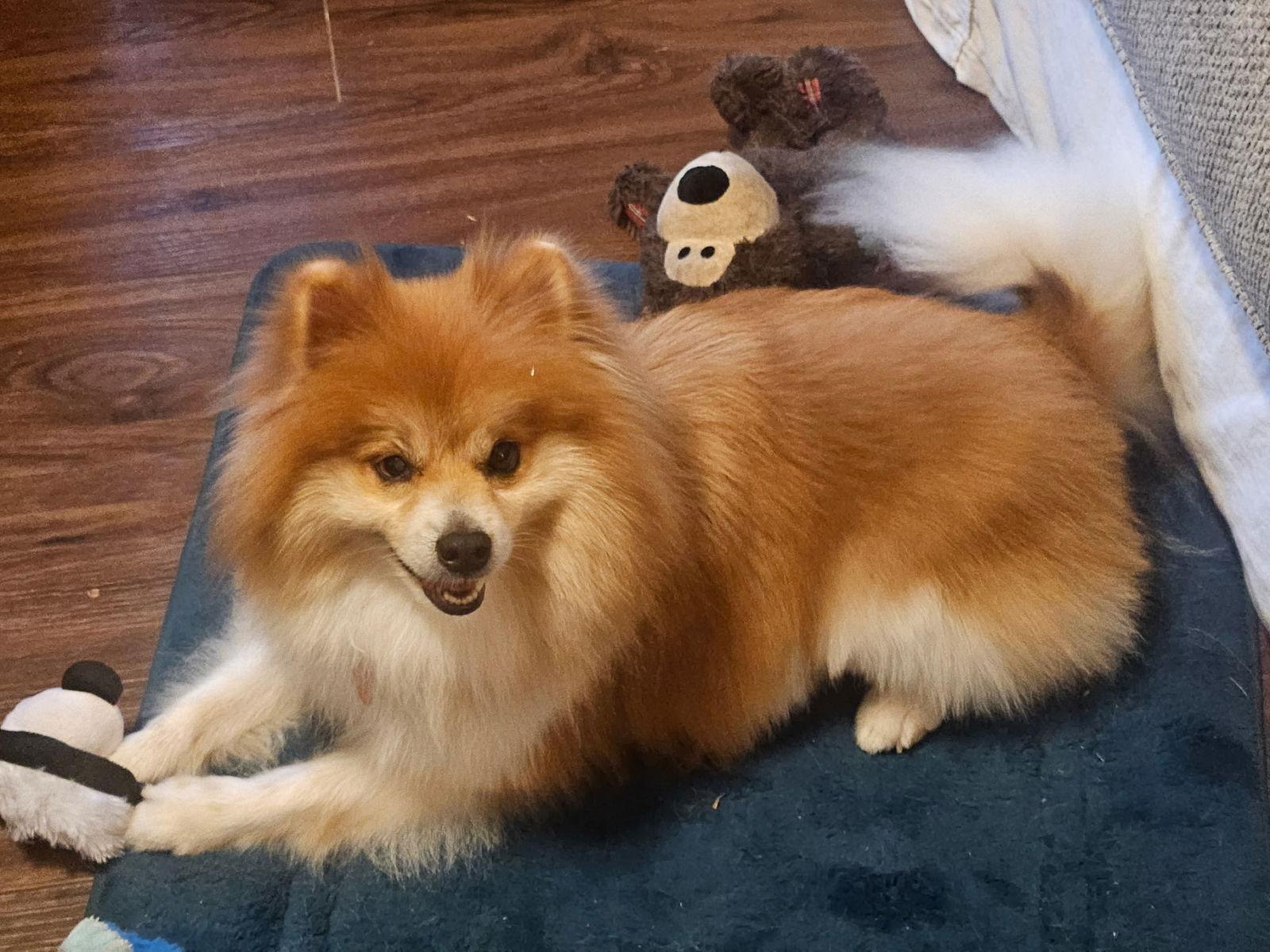 Enlarge Bender, a Adoptable Pomeranian in Garland, TX image 3/3